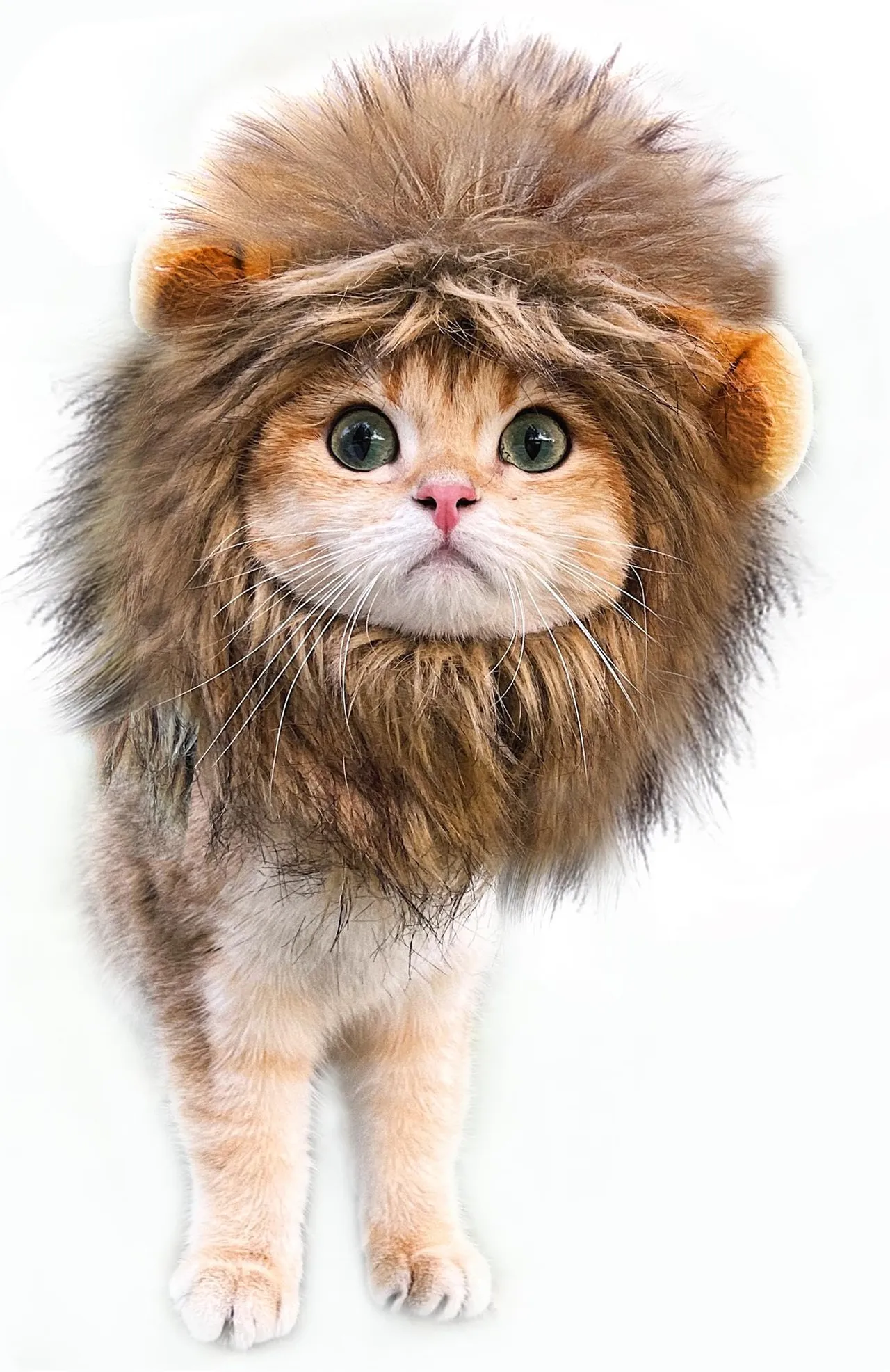 Lion Mane Wig For Cats